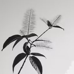 close - up photograph of plant and sky