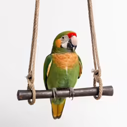 there is a bird perched on a swing