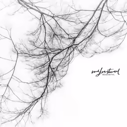 a bunch of branches with some snow on them