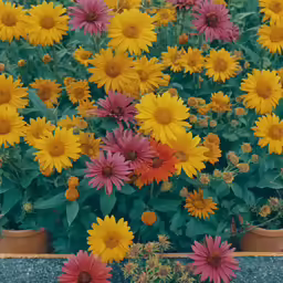 a flower garden full of lots of colorful flowers