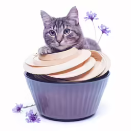 a cat sitting behind a pile of wooden plates