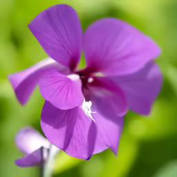 a purple flower with a white center in the middle of it