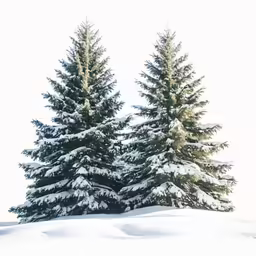 a couple of large trees standing next to each other