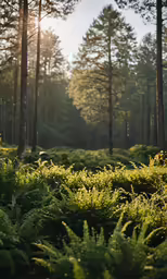 there are pine trees and ferns in the field