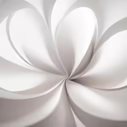 large white flower on a white background