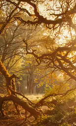 this is a picture of trees in the forest
