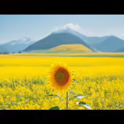 a lone sunflower standing out in a field