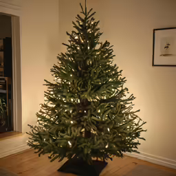 a lit christmas tree in front of a window