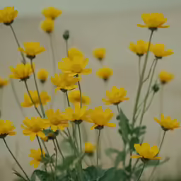 small yellow flowers blooming in a garden