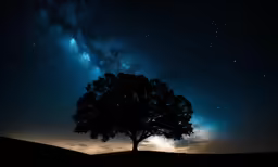 a lone tree silhouetted against the night sky