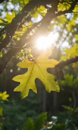 a sun shining through the leaves of a tree