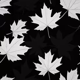 a lot of white leaves in a black background