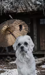 white dog with a straw umbrella standing on snow