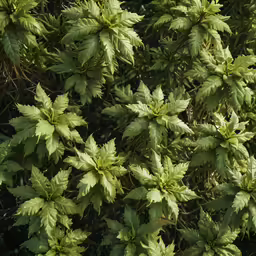 a green plant with large, green leaves on top