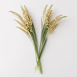 an assortment of flowers arranged on a white background