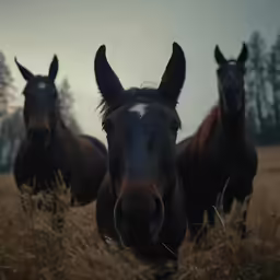 two horses in a field looking at the camera