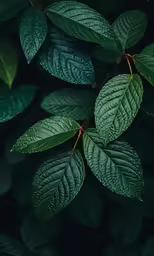leaves on a tree branch in a green background