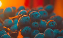 blueberries covered with snow in front of a orange light