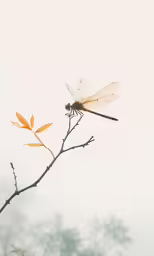 a dragonfly is on the branch of a tree