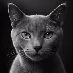 the grey cat has big blue eyes and big whiskers