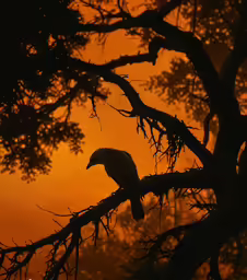 an eagle is perched on a branch at sunset
