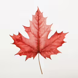 a single red leaf on white