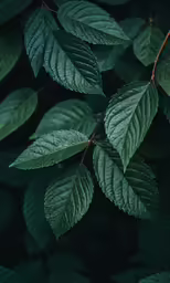 leaves in the dark and green light