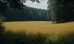 a photo of a yellow field with trees in the background