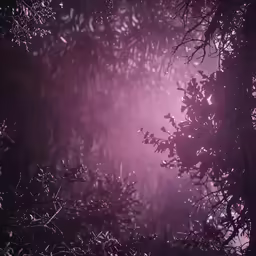a foggy sky is shown with trees in the foreground