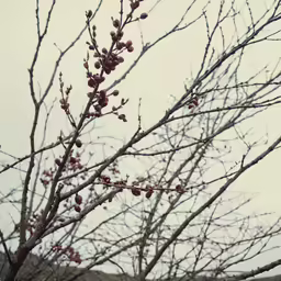 buds growing on tree branches in winter