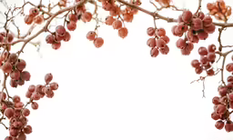 a close up of red berries on a tree branch
