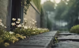small white flowers blooming in a stone garden