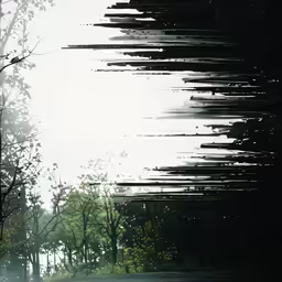 abstract photograph of trees and the road