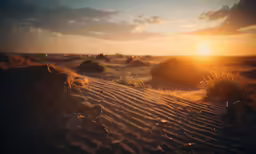 the sun rises behind a patch of bushes in an arid area
