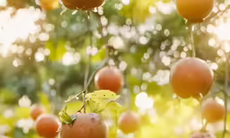 a bunch of oranges hanging from some leaves