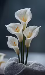 white flowers are sticking out of the middle of a rock