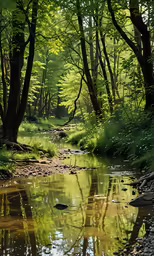 a small stream with green grass and trees