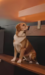 a small dog sits on a bench by a wall