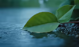 a leaf floating on water with lots of plants nearby