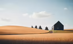 two large brown barns stand in the middle of a wheat field