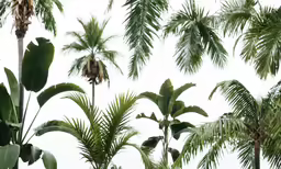 a green tree with many leaves on it
