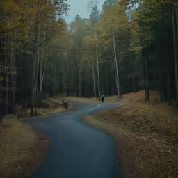 the bear is walking on the road by the trees