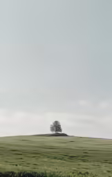a lonely tree in the middle of a field