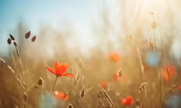 a close up of some grass and flowers