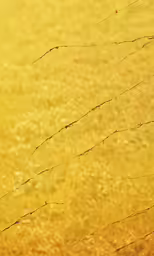 a lone bird stands outside in the grass