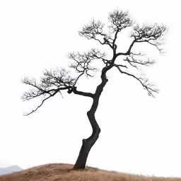 tree in the grass with snow on ground