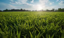 this is a green field that has grass on the edges