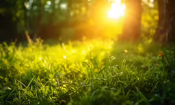 green grass with the sun shining behind it