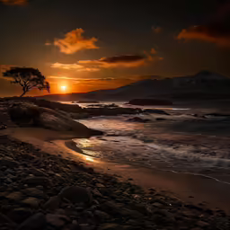 a small tree sitting on a rocky shore next to the ocean