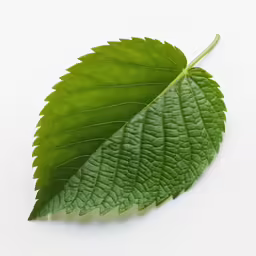 a green leaf is sitting on a white table